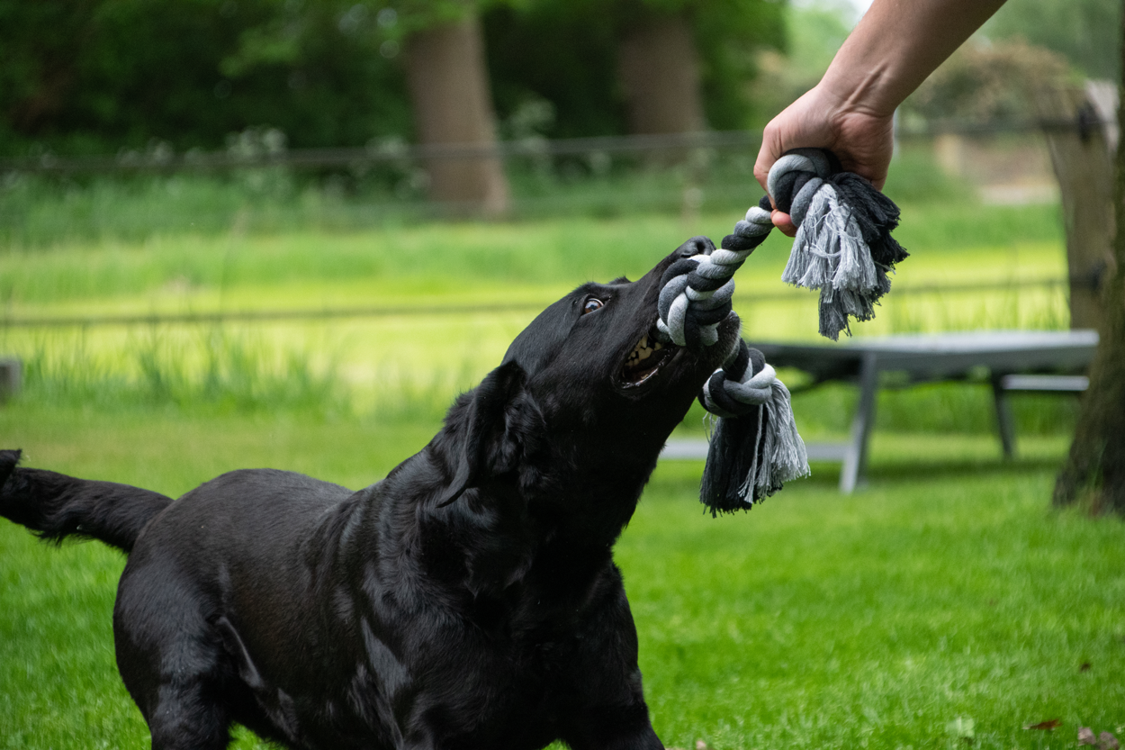 Floss Toss - Dental Reblegetøj - 3 Knuder - 55 cm