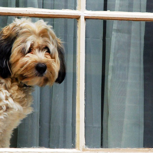 Guide: Træn din hundehvalp til at være alene hjemme: