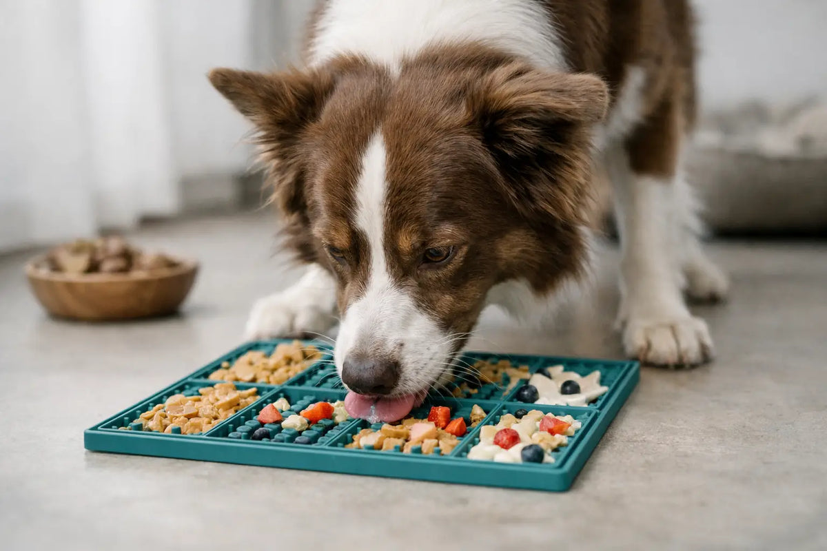 Eksempel på aktivering med slikkemåtte til hunde