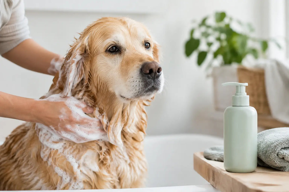 Anmeldelse af hundeshampoo til sensitiv hud