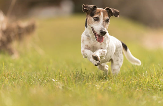 Beløn din hund, men gør det rigtigt