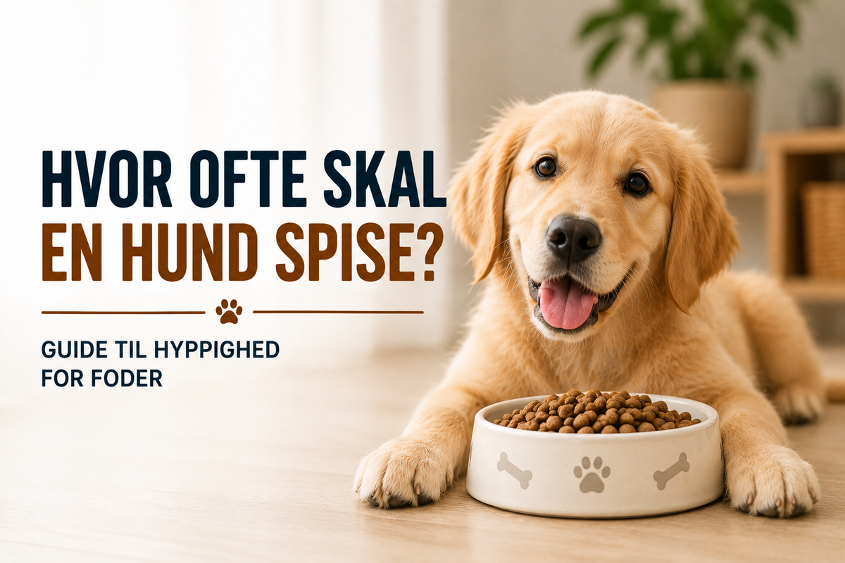 Hvor ofte skal en hund spise? Guide til hyppigheden for foder til hunden