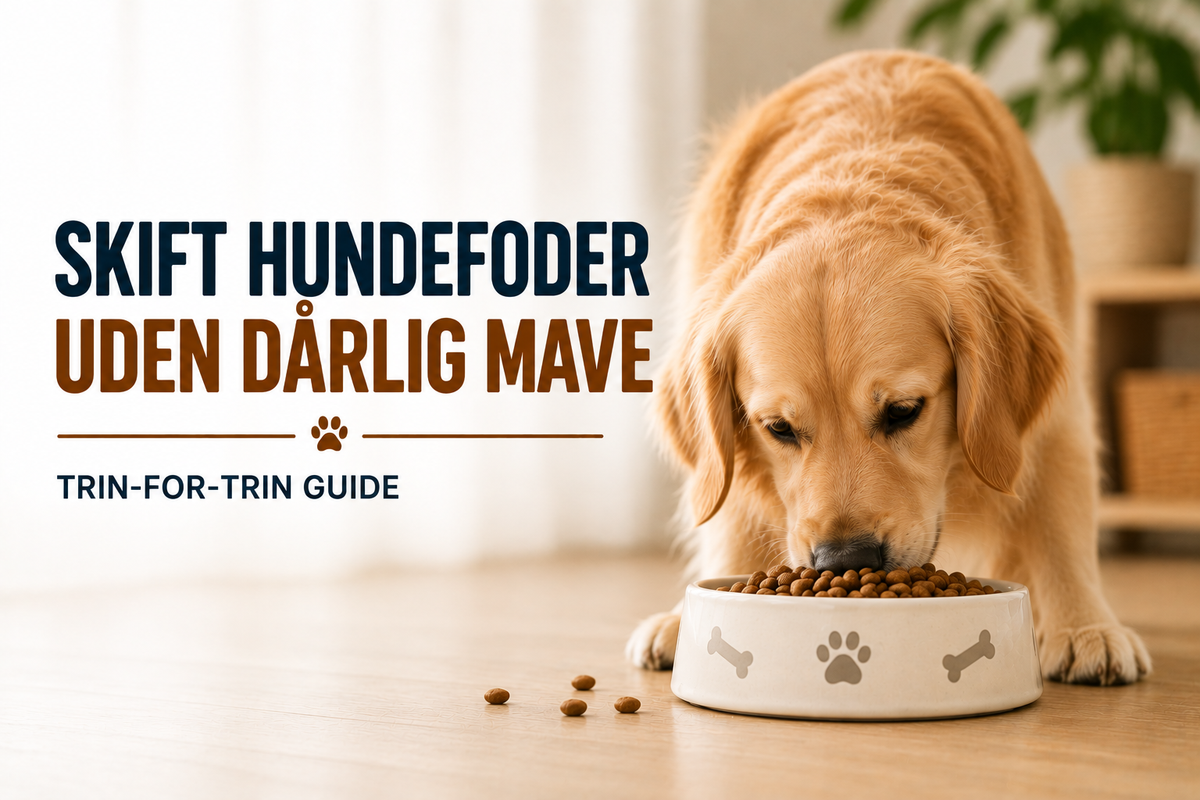 Skift hundefoder uden dårlig mave – trin-for-trin guide