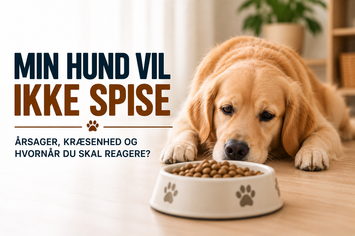 Min hund vil ikke spise – årsager, kræsenhed og hvornår du skal reagere