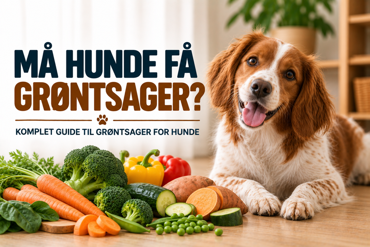 Må hunde få grøntsager? Komplet guide til grøntsager for hunde