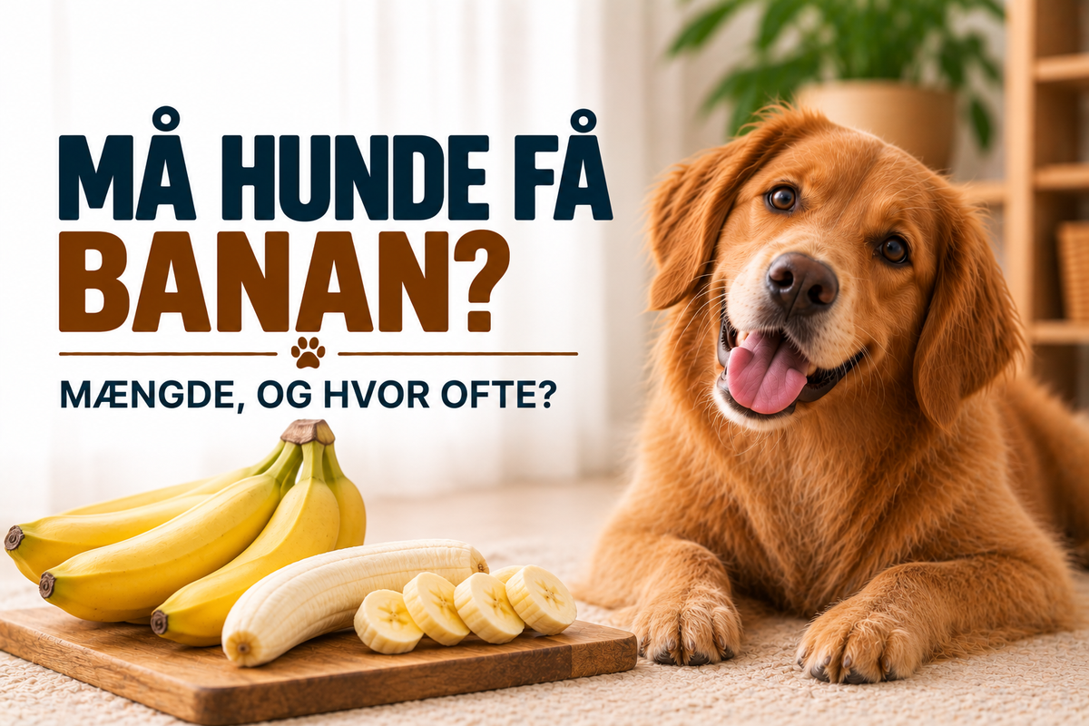 Må hunde få banan? Mængde, hvalpe og hvor ofte
