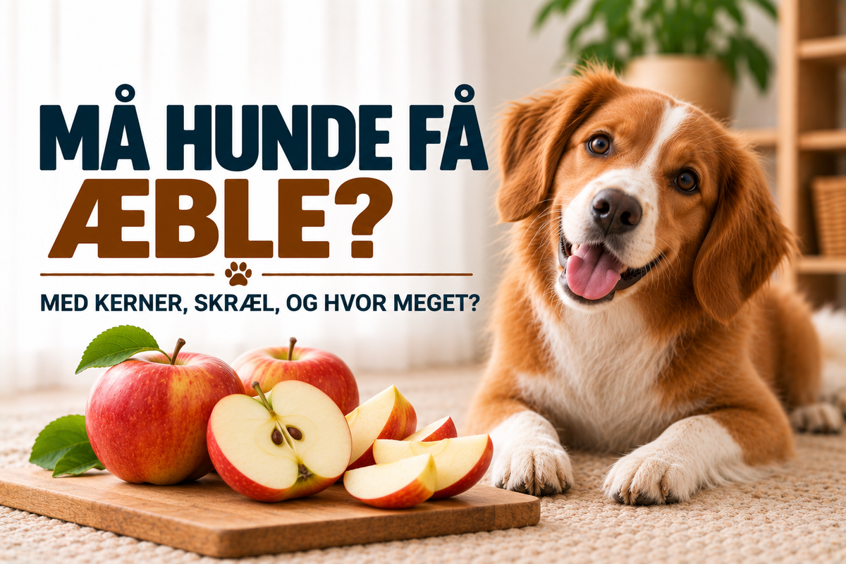 Må hunde få æble? Kerner, skræl, hvalpe og hvor meget