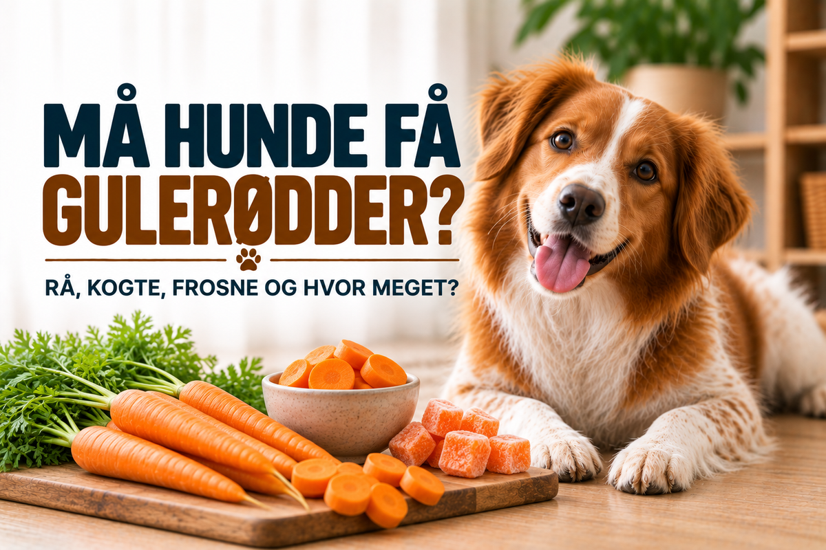 Må hunde få gulerødder? Rå, kogte, frosne og hvor meget