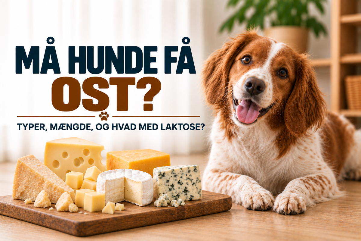 Må hunde få ost? Typer, mængde, hvalpe og laktose