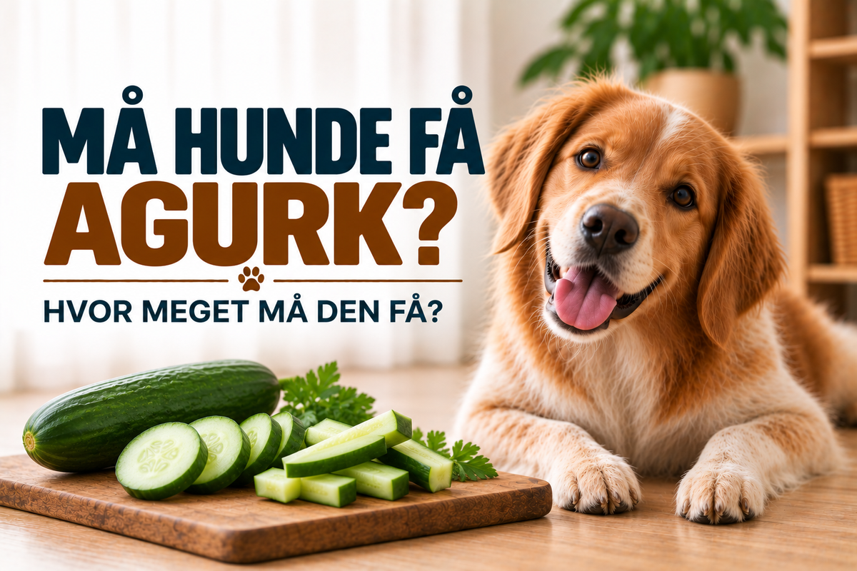 Må hunde få agurk? Mængde, hvalpe og overvægt