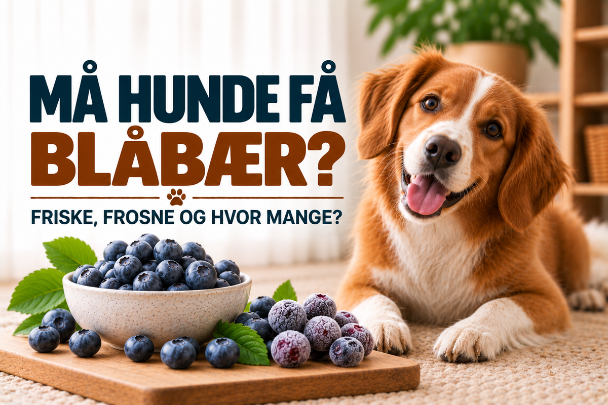 Må hunde få blåbær? Friske, frosne og hvor mange?