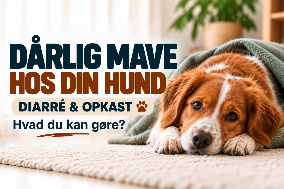 Dårlig mave hos din hund – Diarré & opkast - Hvad du kan gøre?