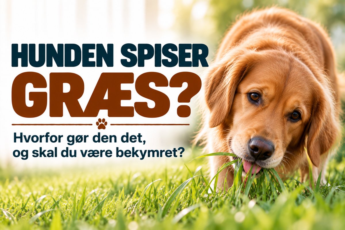 Hunden spiser græs – hvorfor gør den det, og skal du være bekymret?