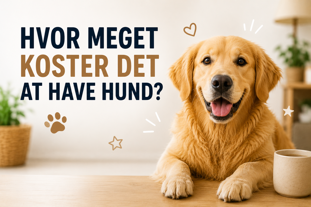 Hvor meget koster det at have hund? Komplet budget for hundeejer