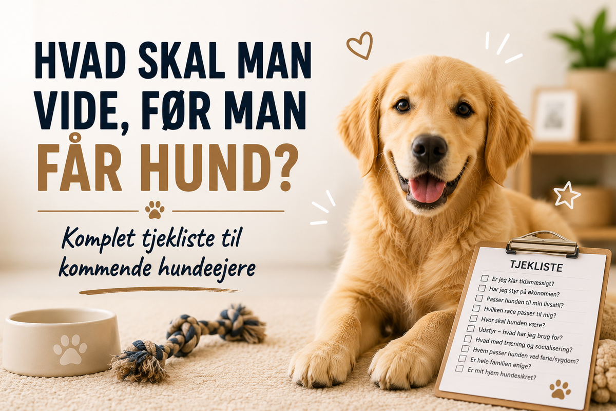 Hvad skal man vide, før man får hund? Komplet tjekliste til kommende hundeejere