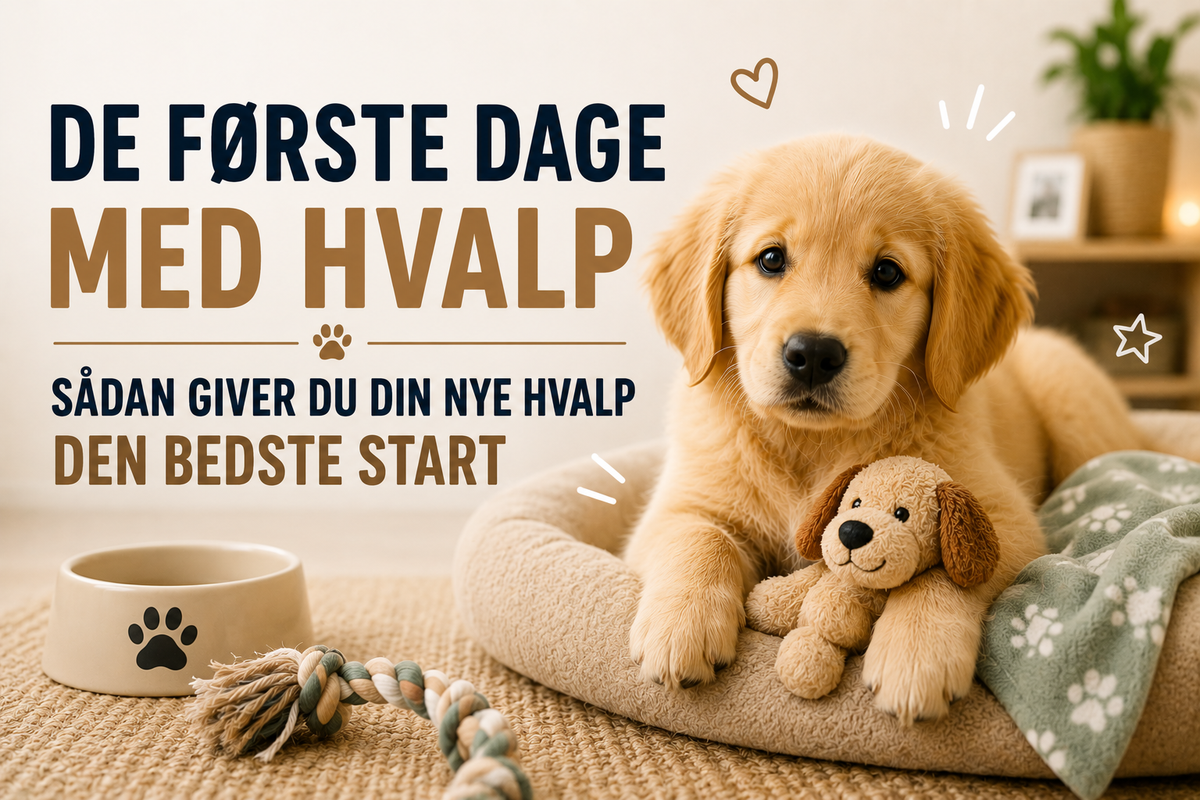 De første dage med hvalp – sådan giver du din nye hvalp den bedste start