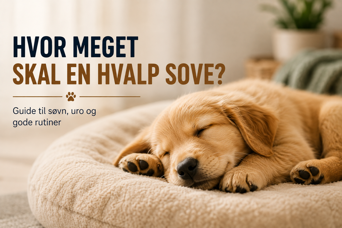 Hvor meget skal en hvalp sove? Guide til søvn, uro og gode rutiner