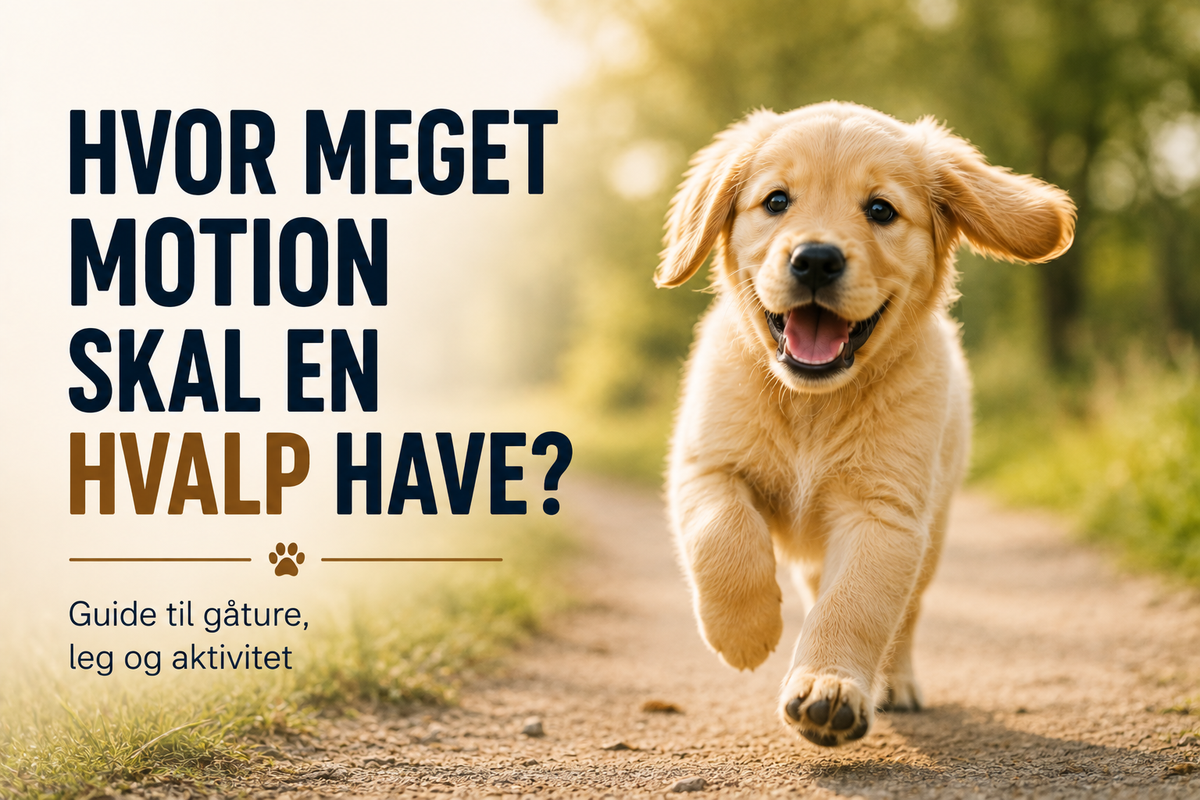 Hvor meget motion skal en hvalp have? Guide til gåture, leg og aktivitet