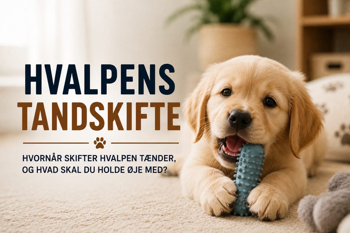 Hvalpens tandskifte – hvornår skifter hvalpen tænder, og hvad skal du holde øje med?