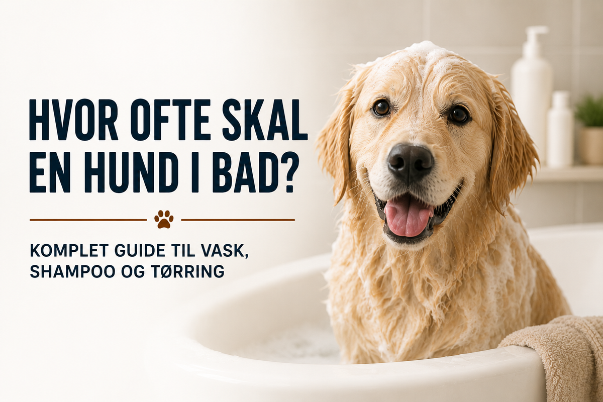 Hvor ofte skal en hund i bad? Komplet guide til vask, shampoo og tørring