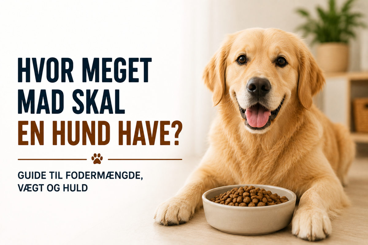 Hvor meget mad skal en hund have? Guide til fodermængde, vægt og huld