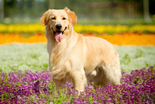 Sådan Holder du Din Hund Sund og Glad