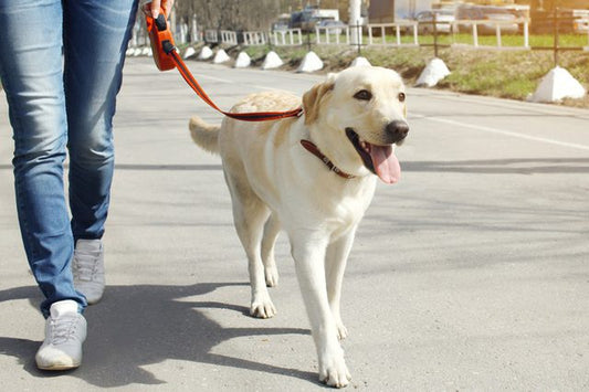 Sådan træner du din hund til at gå pænt i snor