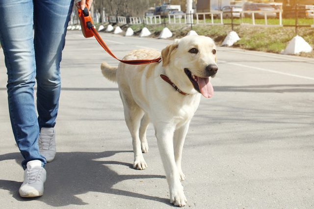 Sådan træner du din hund til at gå pænt i snor