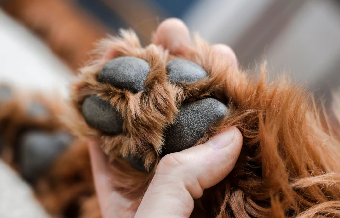 Sådan Plejer du Din Hunds Poter: En Komplet Guide