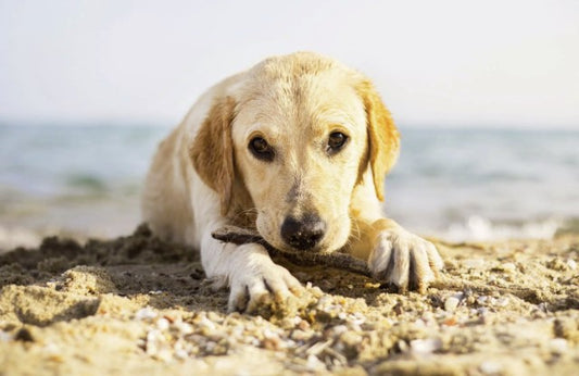 Hvad Skal du Gøre, Når Din Hund Ikke Vil Spise?