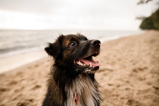 Hvad skal hunde spise for at holde sig sunde?