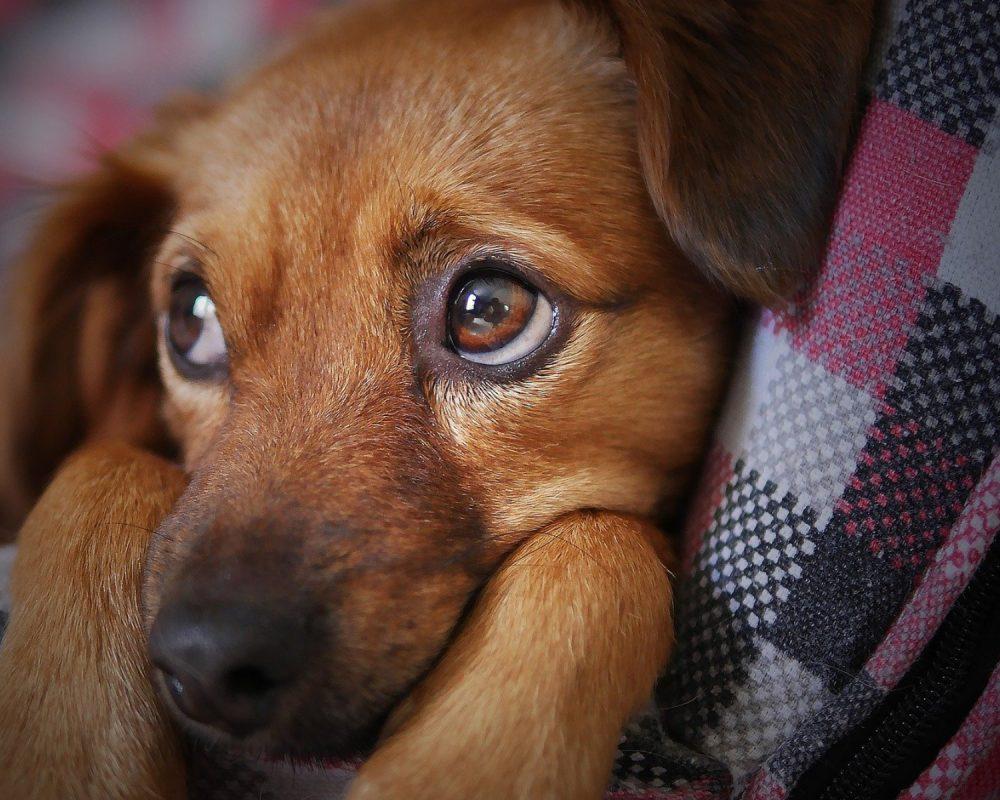 Sådan Håndterer du Stress hos Din Hund