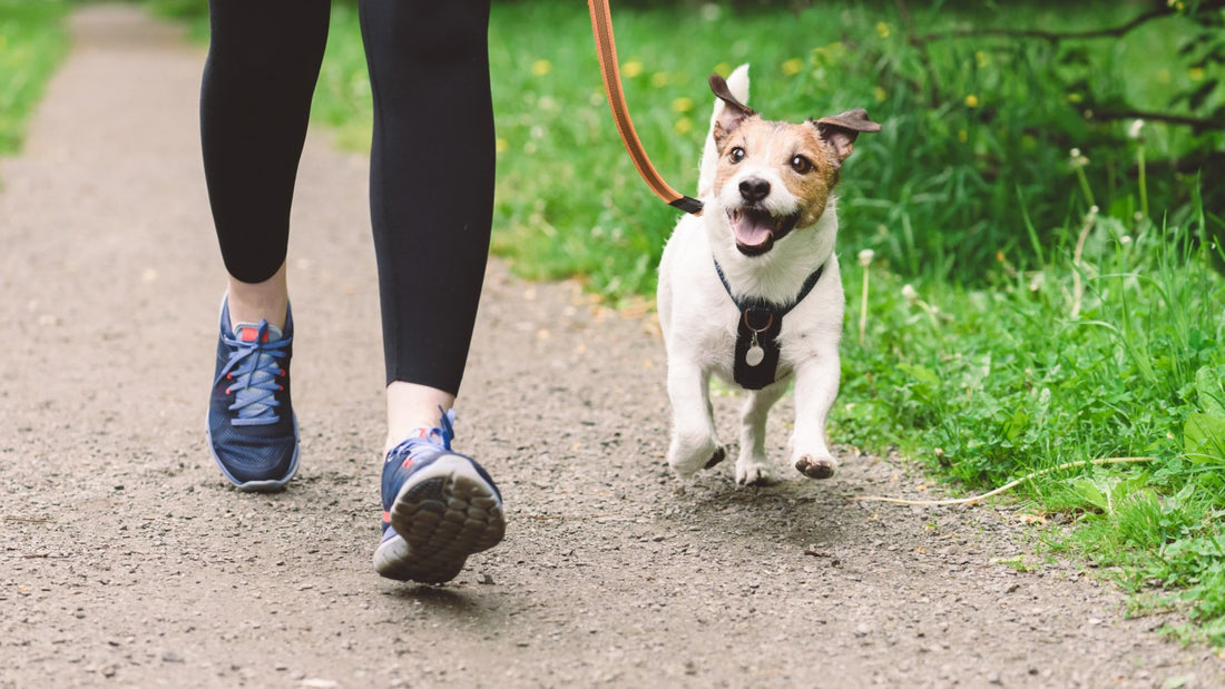 Hvor lang skal en hundegåtur være? Find ud af det her