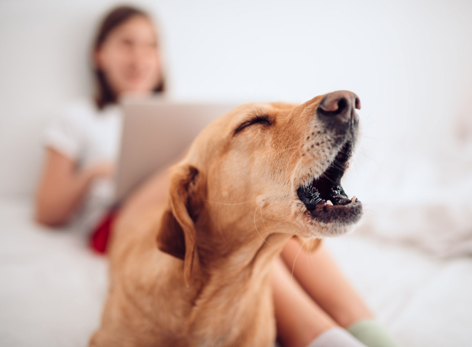 Stop uønsket gø'en