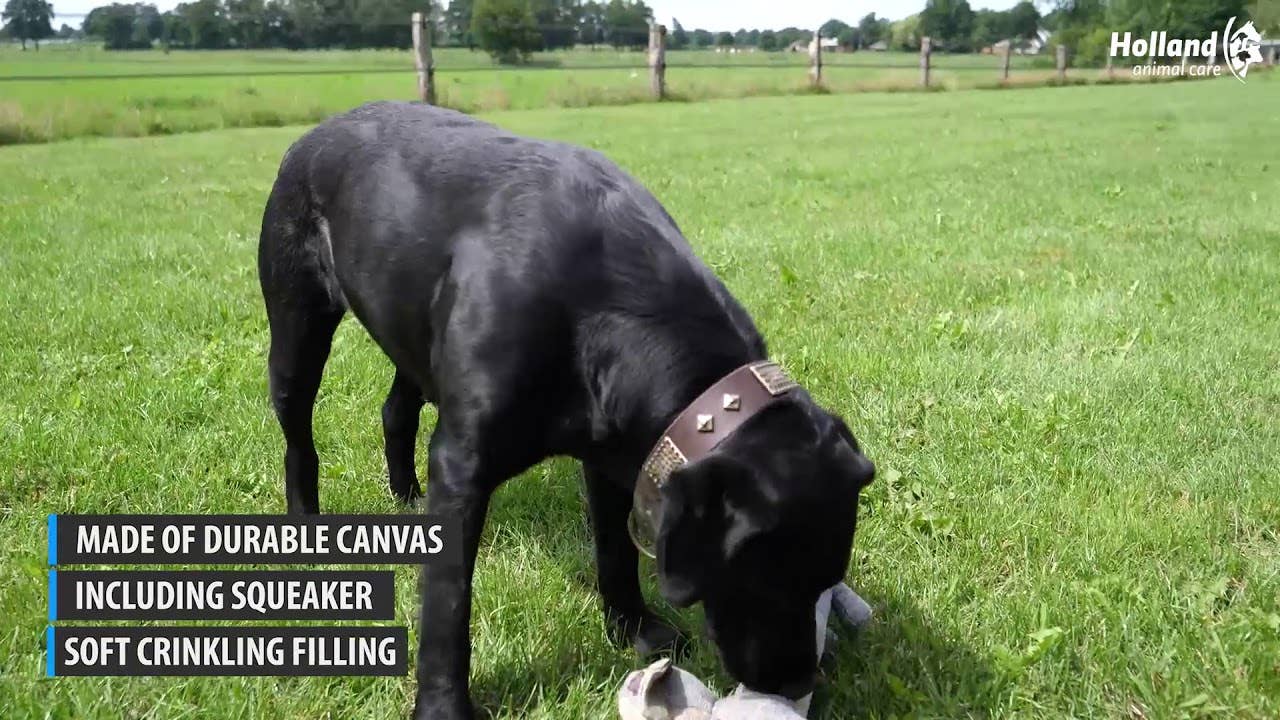 Country Dog - Elg