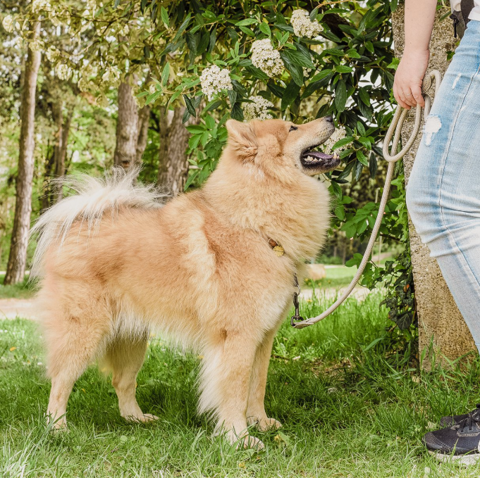 Ne&no® - Hundesnor - Mørk Grå - 170cm