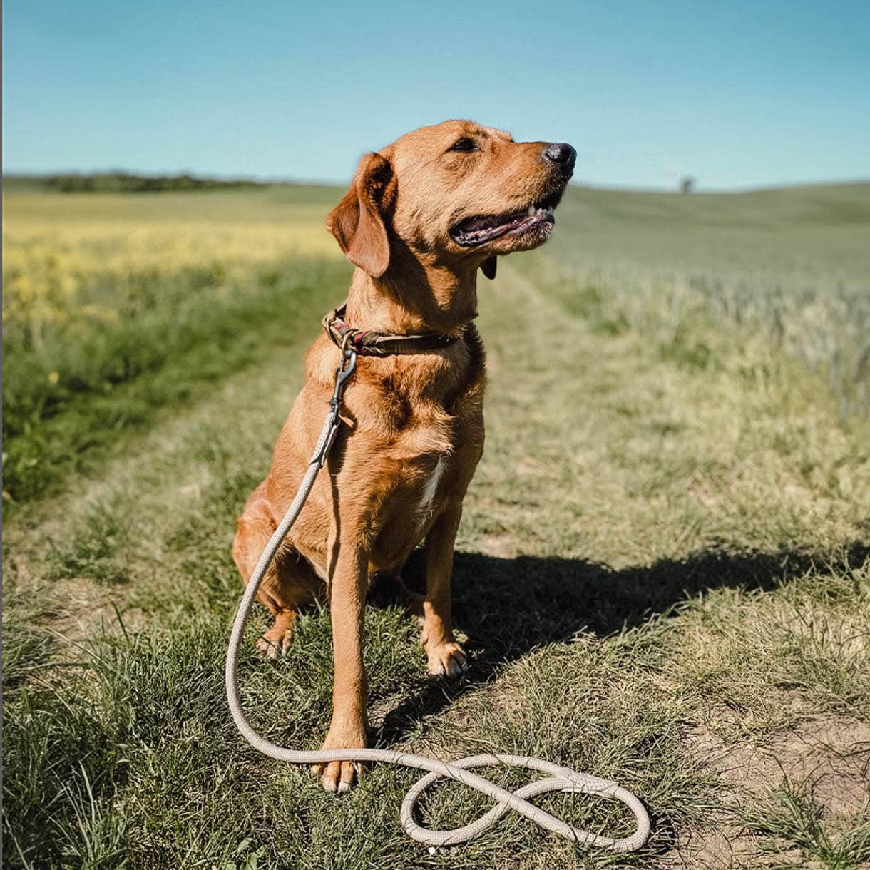 Ne&no® - Hundesnor - Mørk Grå - 170cm