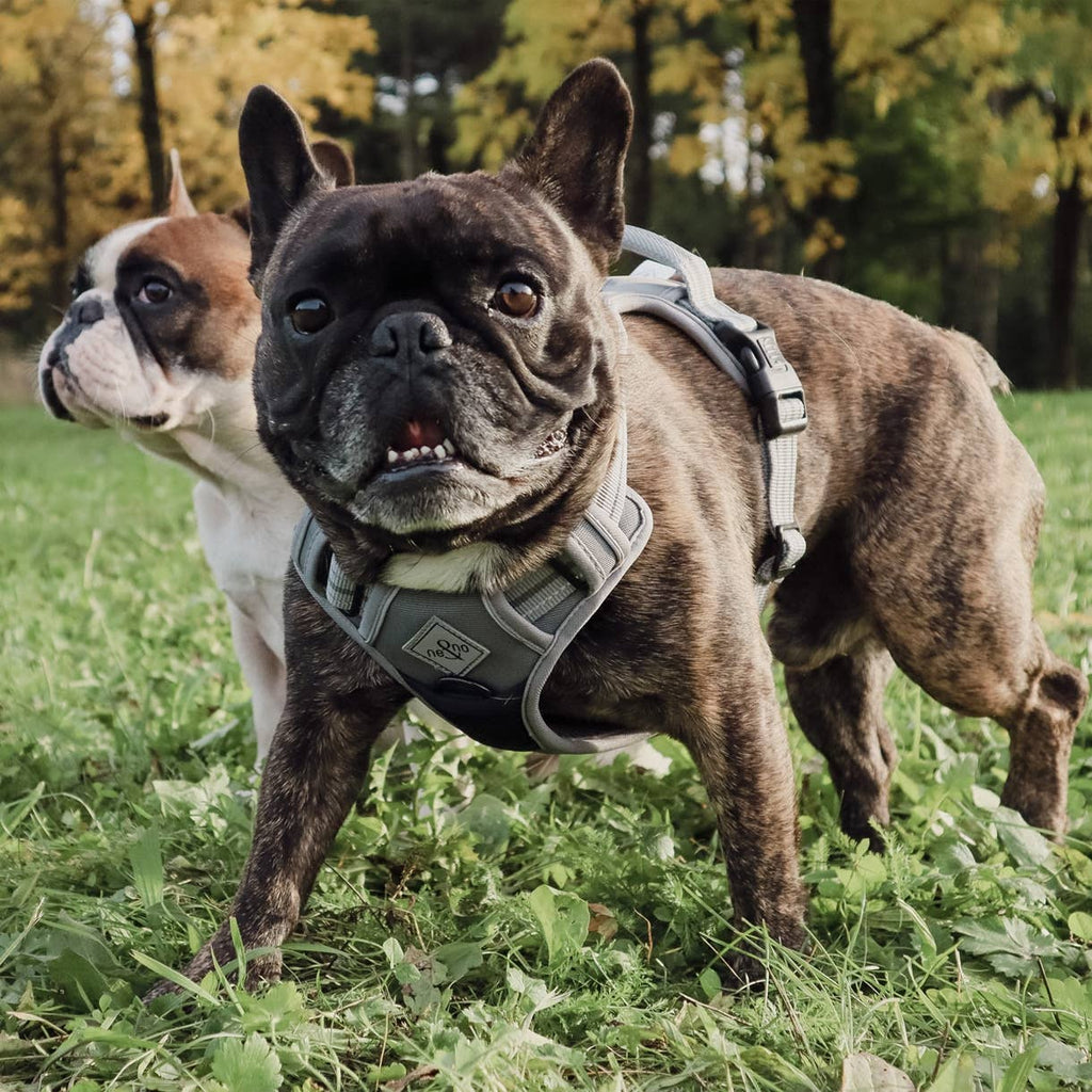 Ne&no® - Outdoor Hundesele m. støddæmper - M