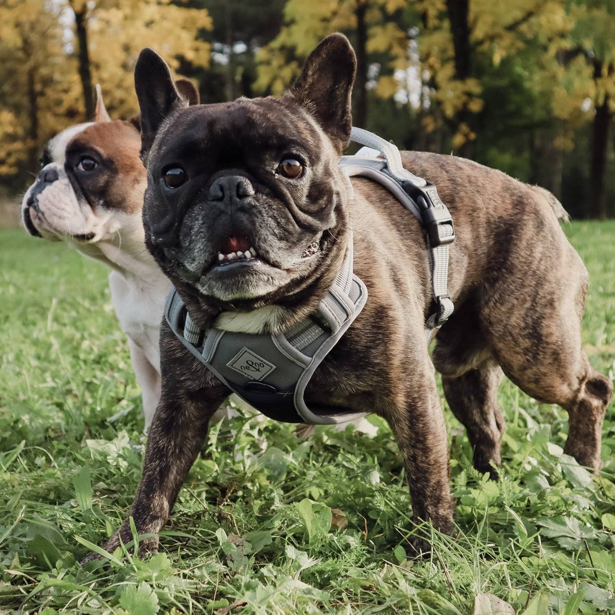 Ne&no® - Outdoor Hundesele m.  støddæmper - L