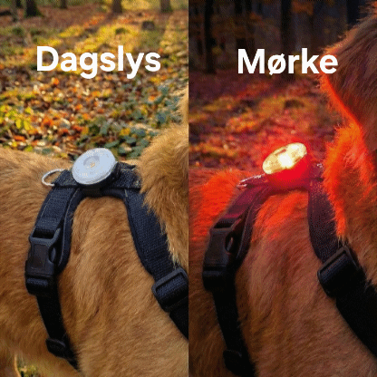 Safety light 4-i-1 lygte til hund