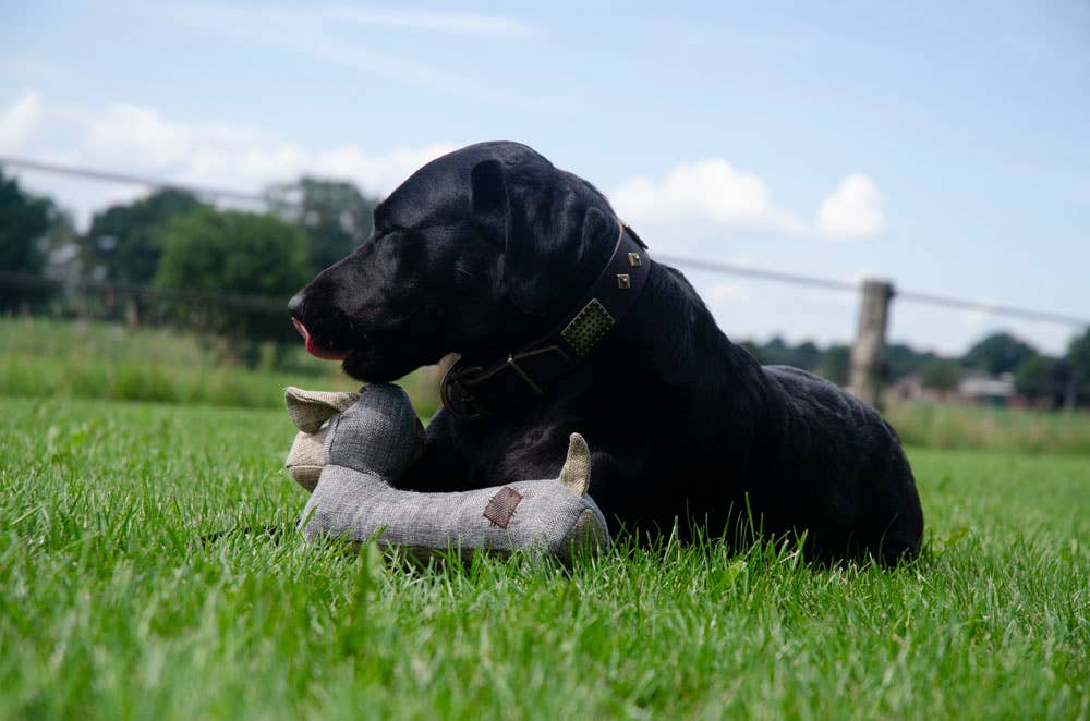 Country Dog - Oliver