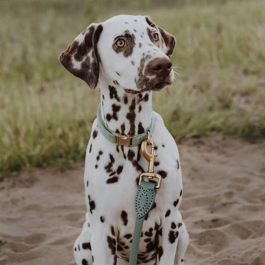 Ne&no® - Hundesnor - Mat Grøn - 170cm