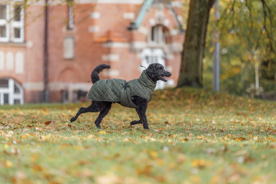 Trixie - Minot Hundejakke - Olivengrøn