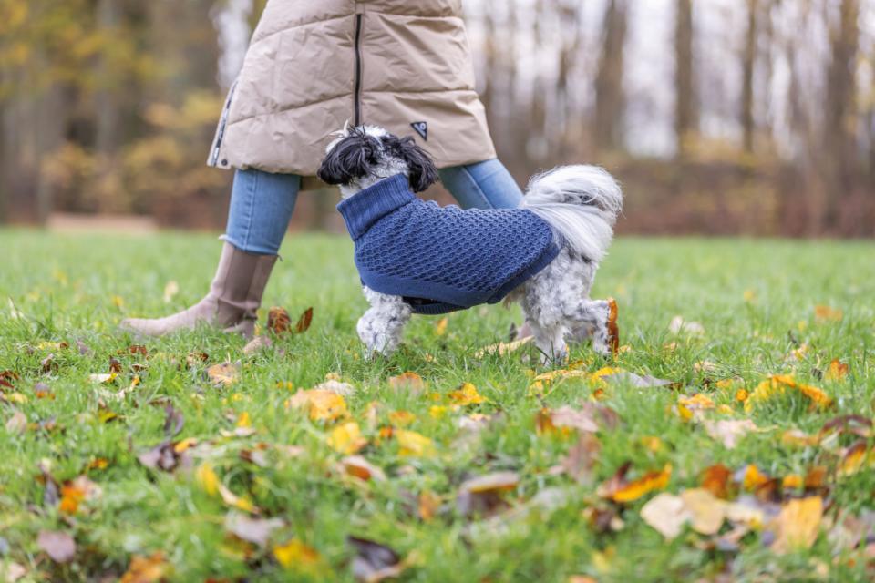Trixie - Hundetrøje - Norwood Pollover - Blå