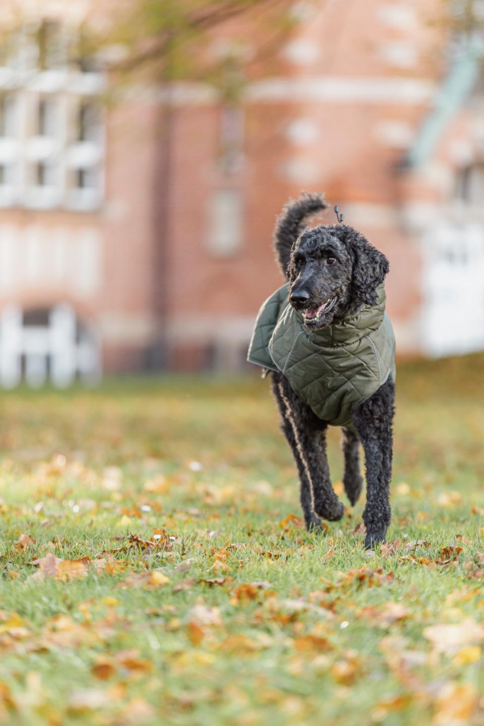 Trixie - Minot Hundejakke - Olivengrøn