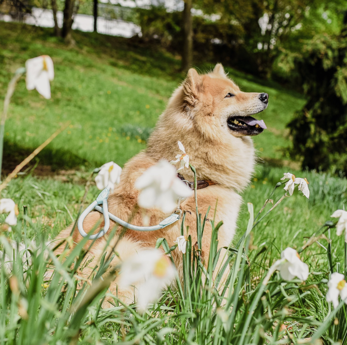 Ne&no® - Hundesnor - Mørk Grå - 170cm