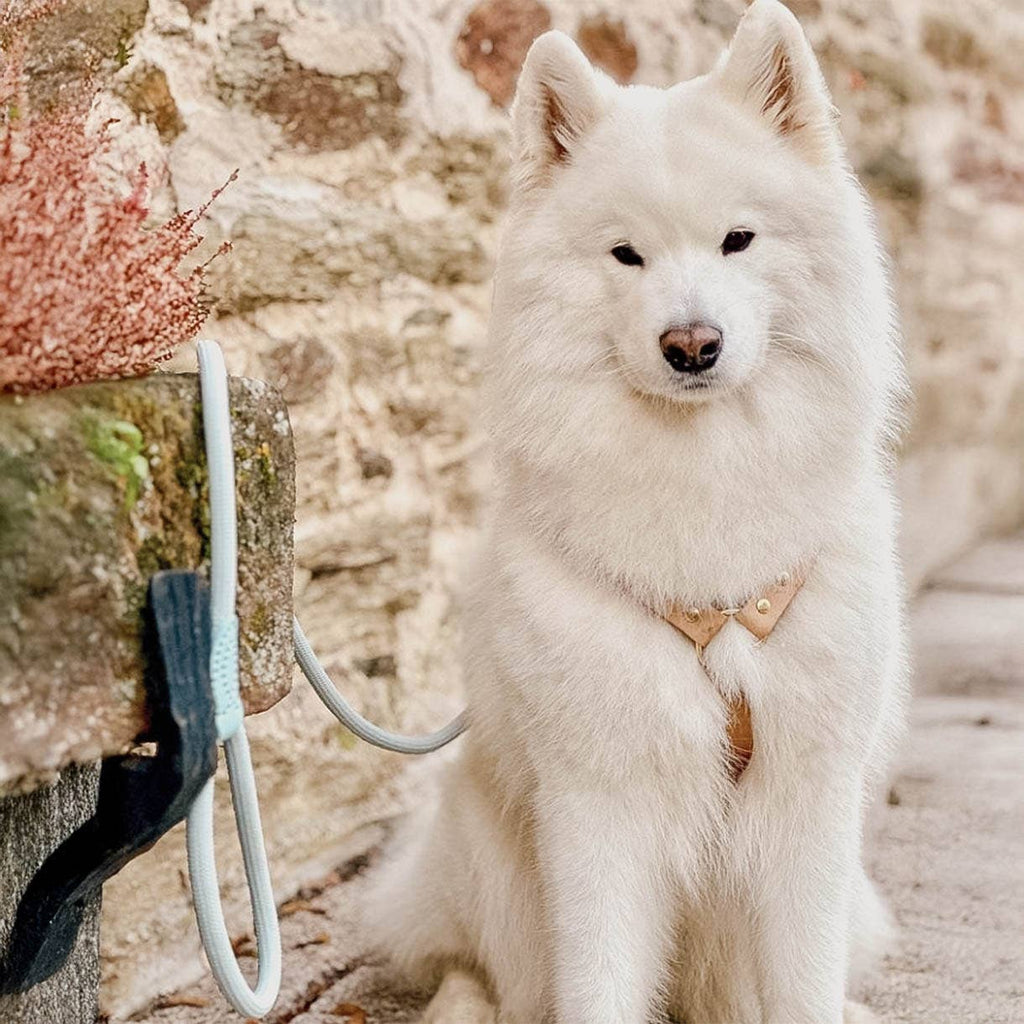 Ne&no® - Hundesnor - Aqua Blå - 170cm
