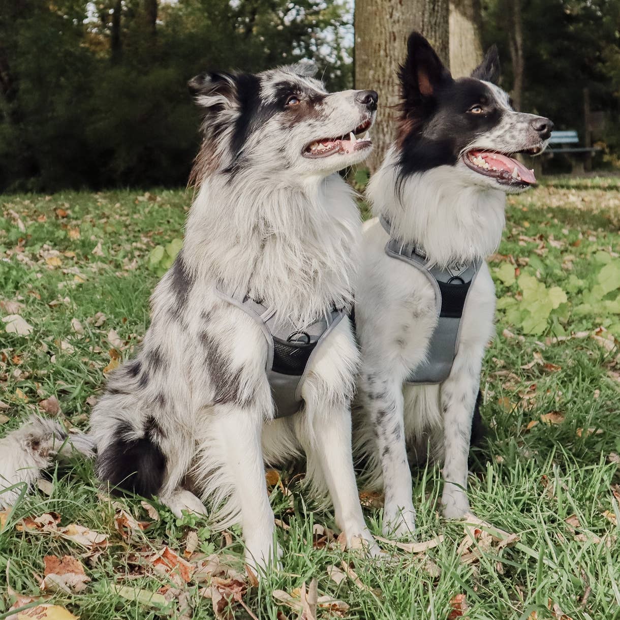 Ne&no® - Outdoor Hundesele m. støddæmper - XL