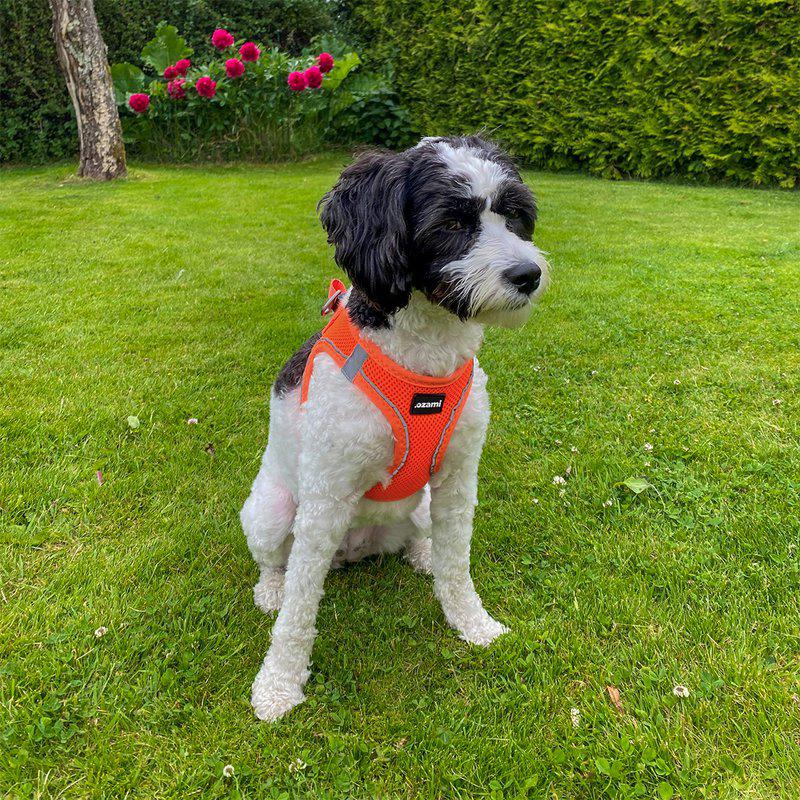 Ozami Air-mesh hundesele - Orange