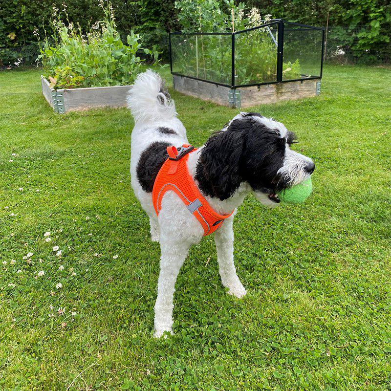 Ozami Air-mesh hundesele - Orange